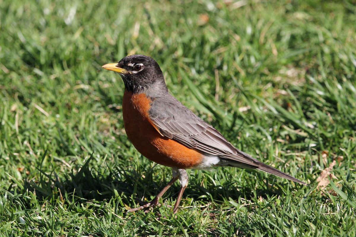 Странствующий дрозд - ML437104061