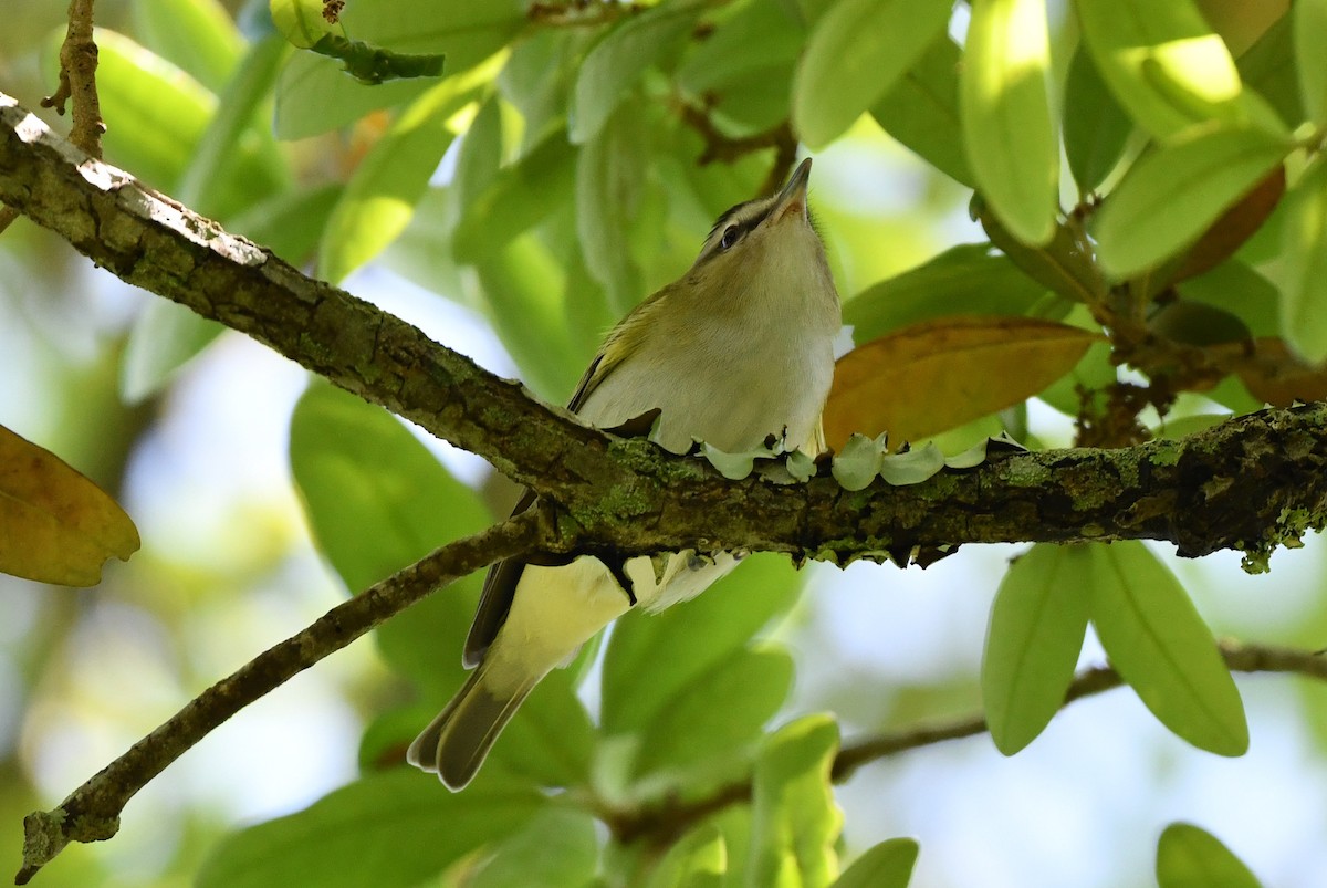 Red-eyed Vireo - ML437104351