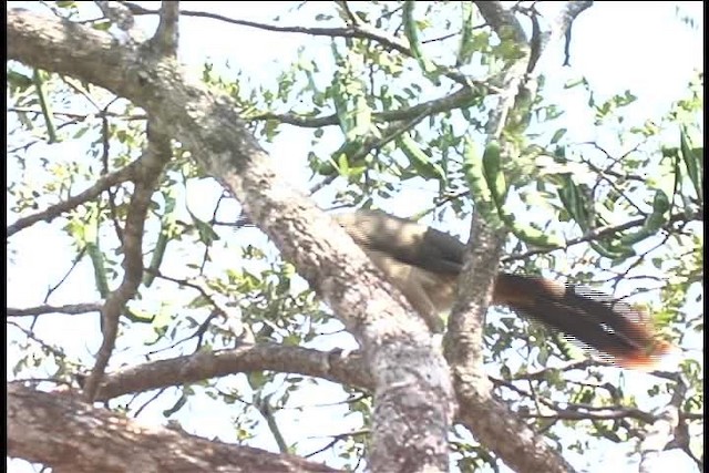 Rufous-vented Chachalaca (Rufous-tipped) - ML437105