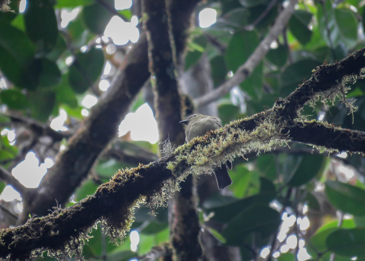 Olive Manakin - Arthur Gomes