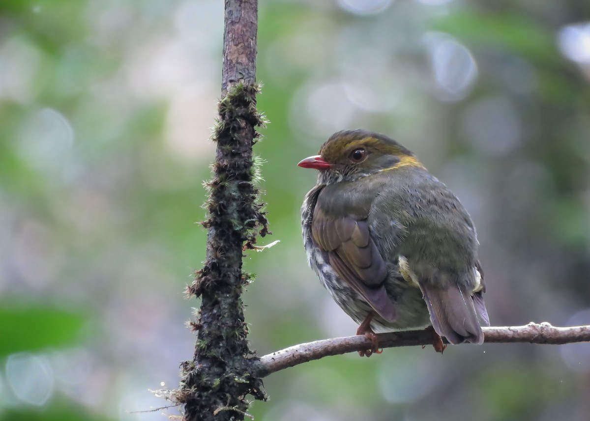 Red-banded Fruiteater - Arthur Gomes