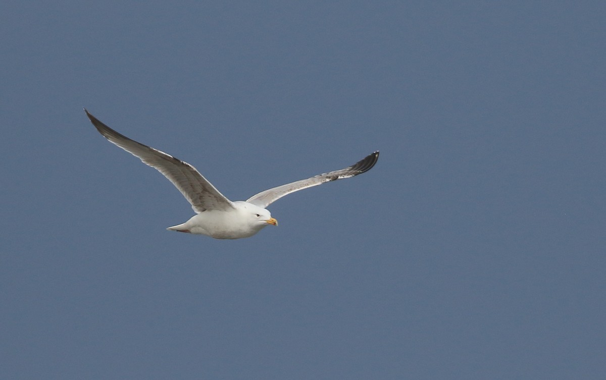 Herring Gull (European) - ML437106261