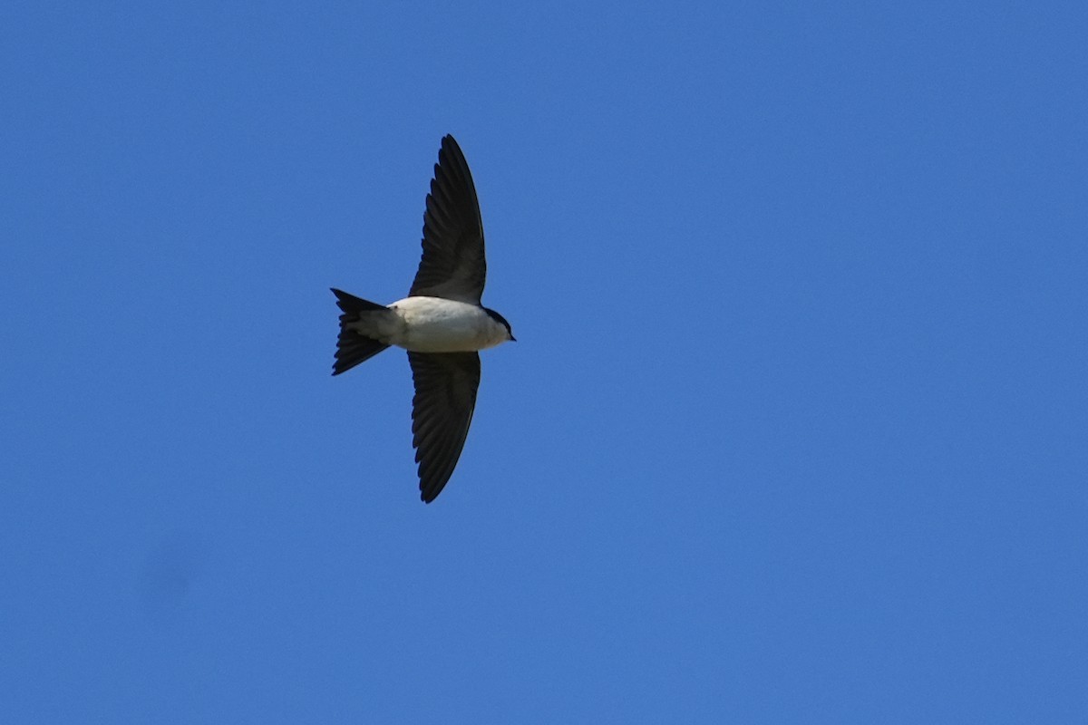 Western House-Martin - ML437107331