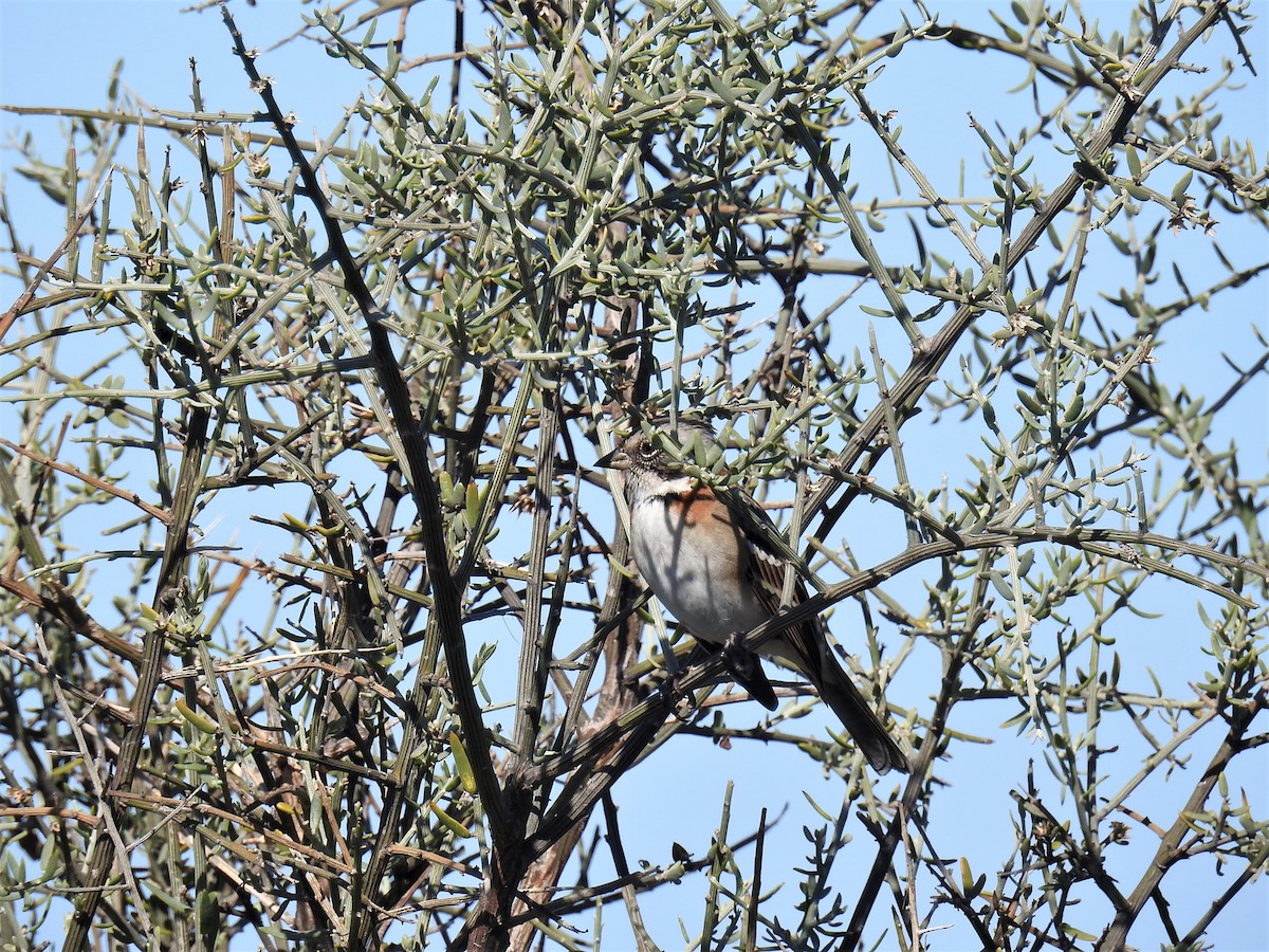 Rufous-collared Sparrow - ML437109731