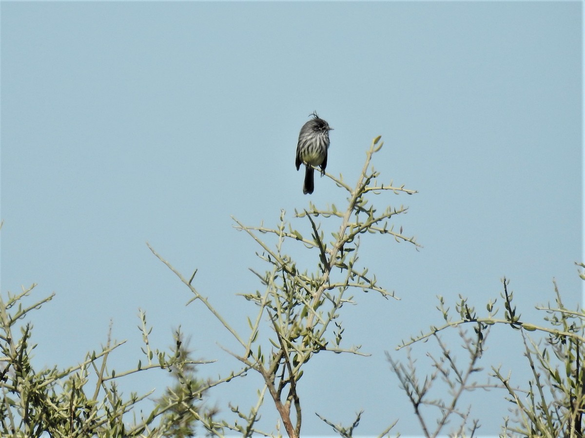 Tufted Tit-Tyrant - ML437110311