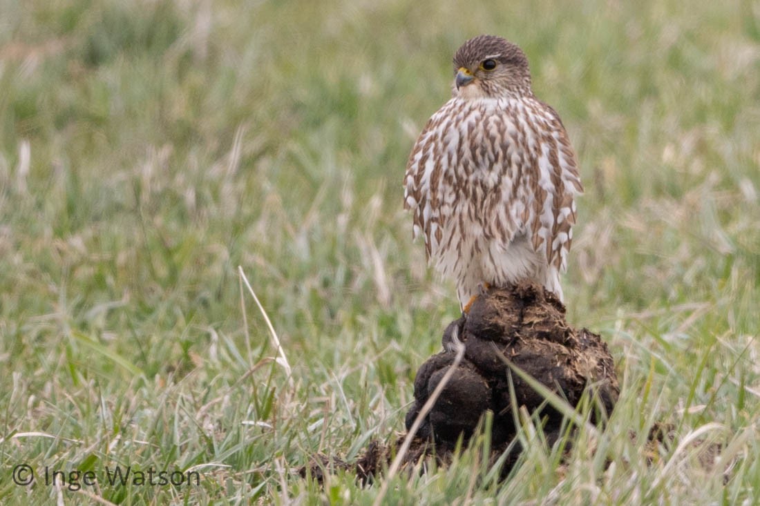 Merlin (Taiga) - ML437111041