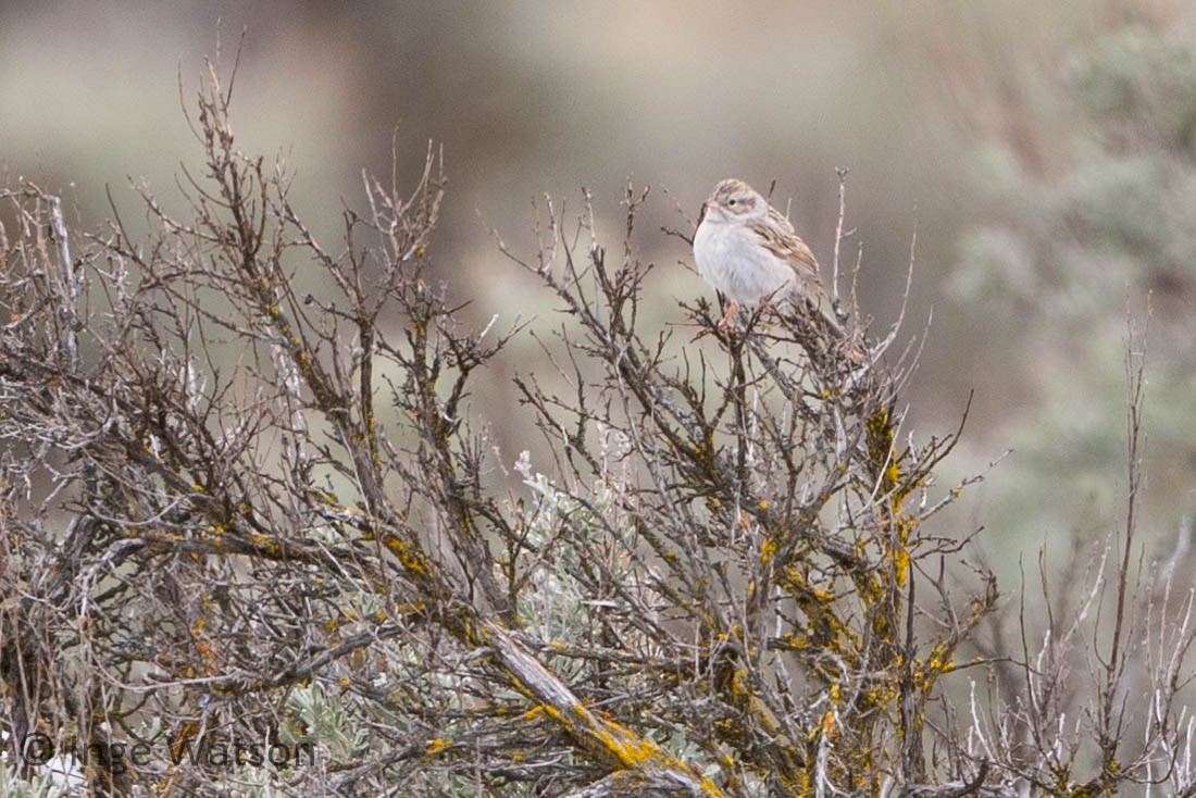 Brewer's Sparrow - ML437112111