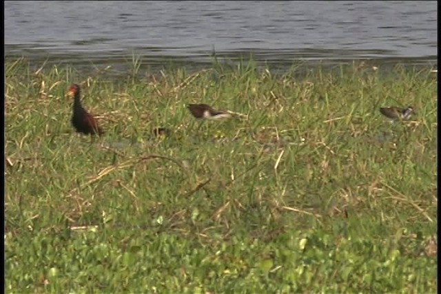 Wattled Jacana (Chestnut-backed) - ML437114