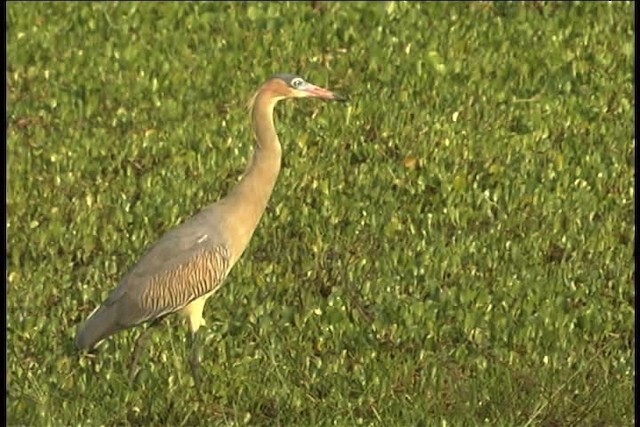 Whistling Heron - ML437115