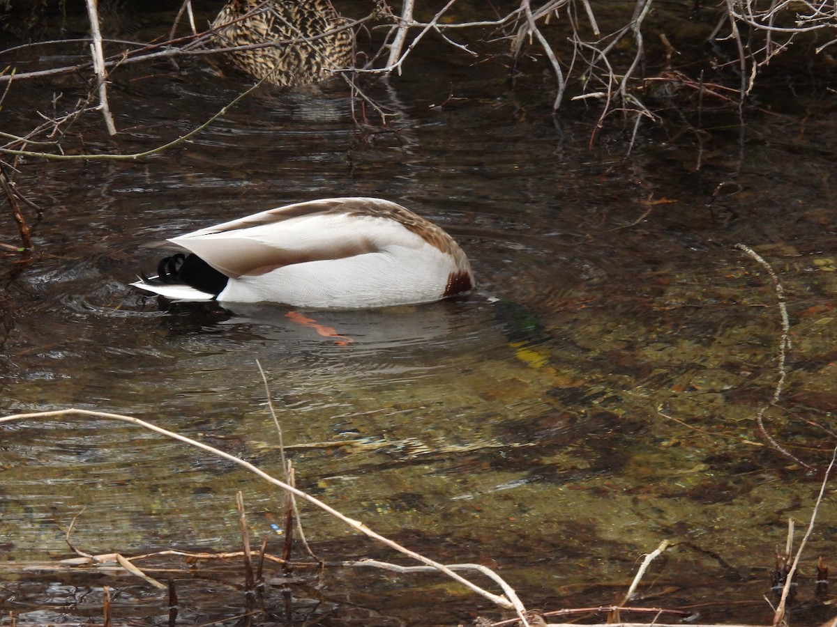 Mallard - ML437115611