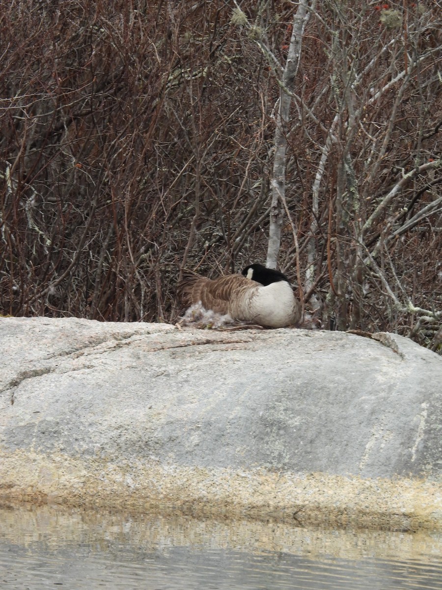 Canada Goose - ML437115691