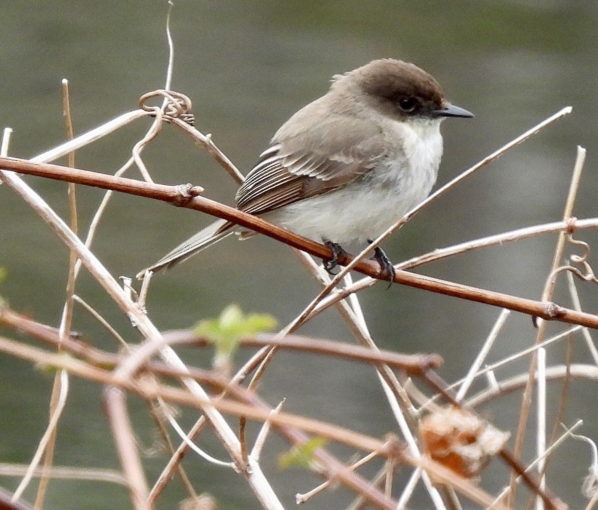Eastern Phoebe - ML437115771