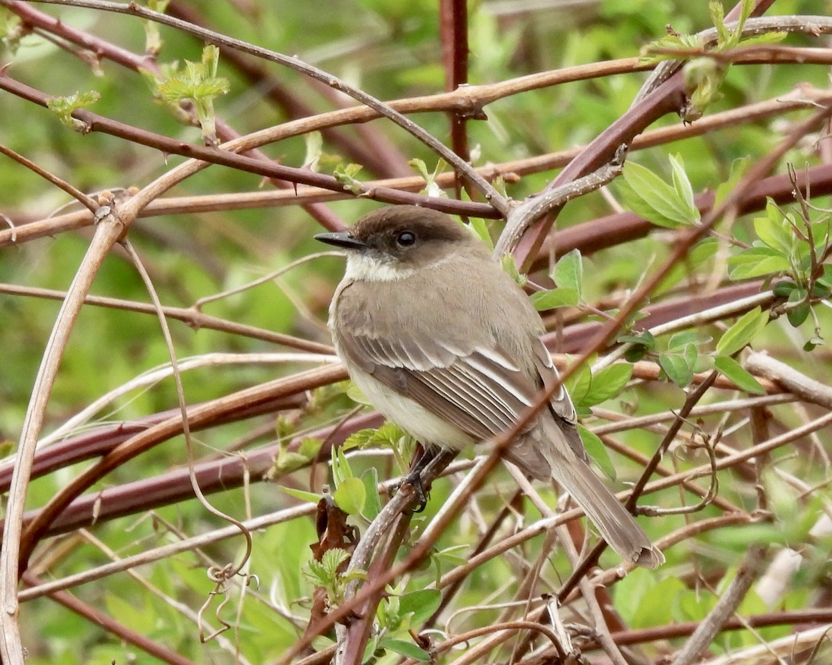 Eastern Phoebe - ML437115781