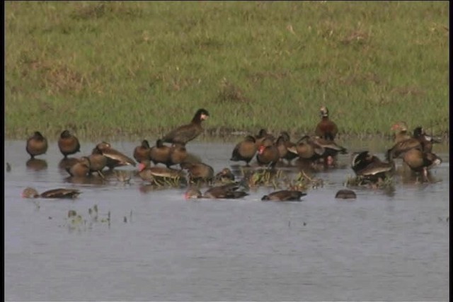 White-faced Whistling-Duck - ML437116