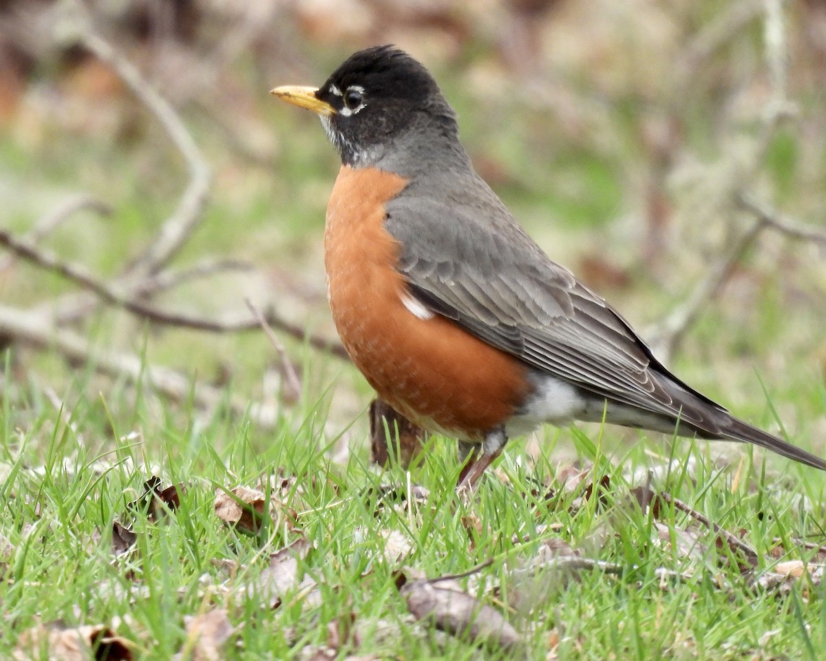 American Robin - ML437116501