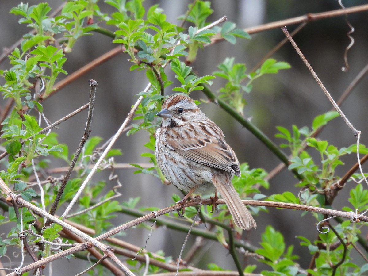 Song Sparrow - ML437116571