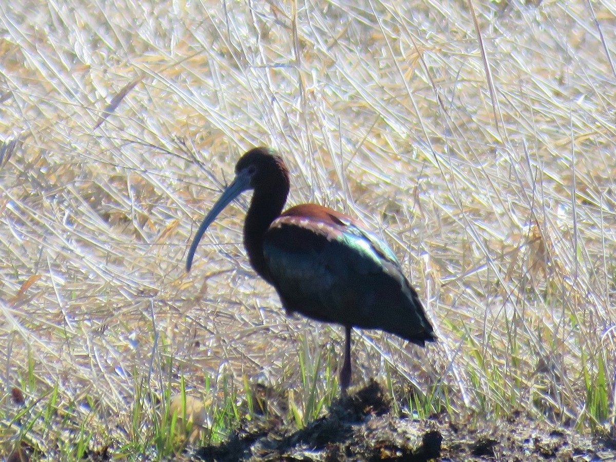ibis hnědý - ML437116611