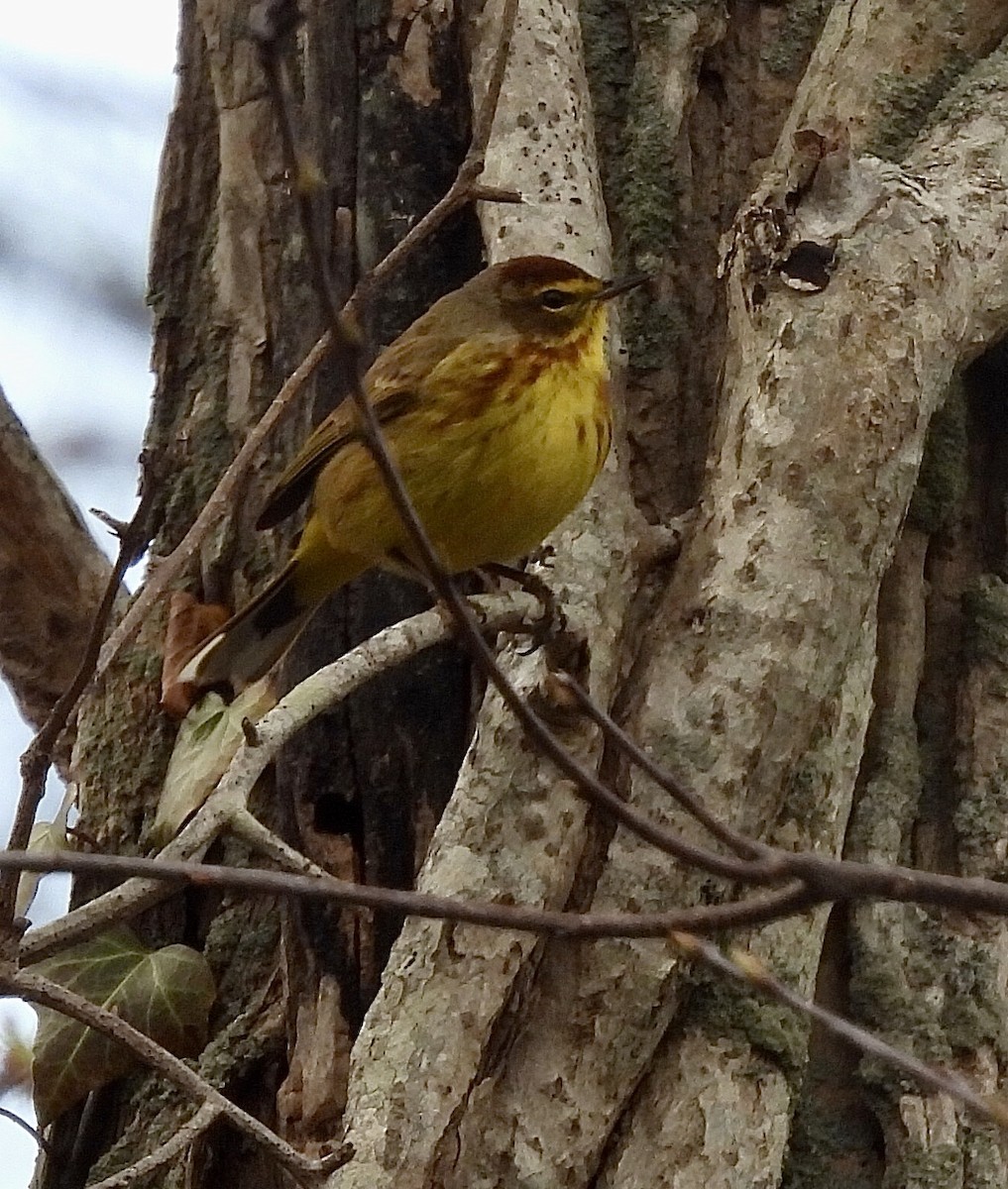 Palm Warbler (Yellow) - ML437116661