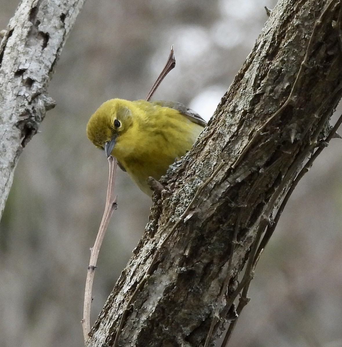 Pine Warbler - ML437116861