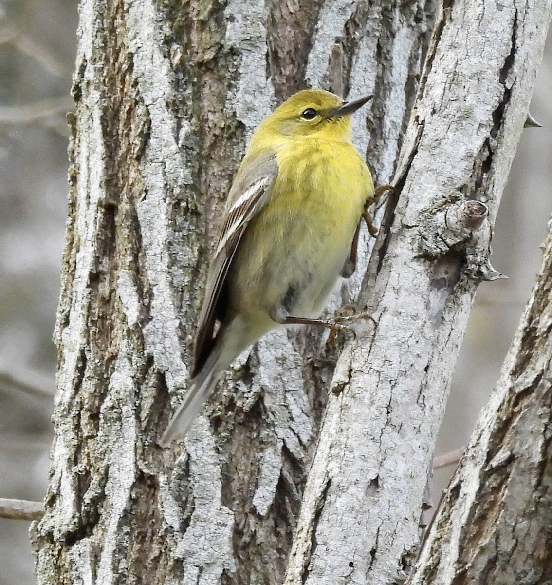 Pine Warbler - ML437116871
