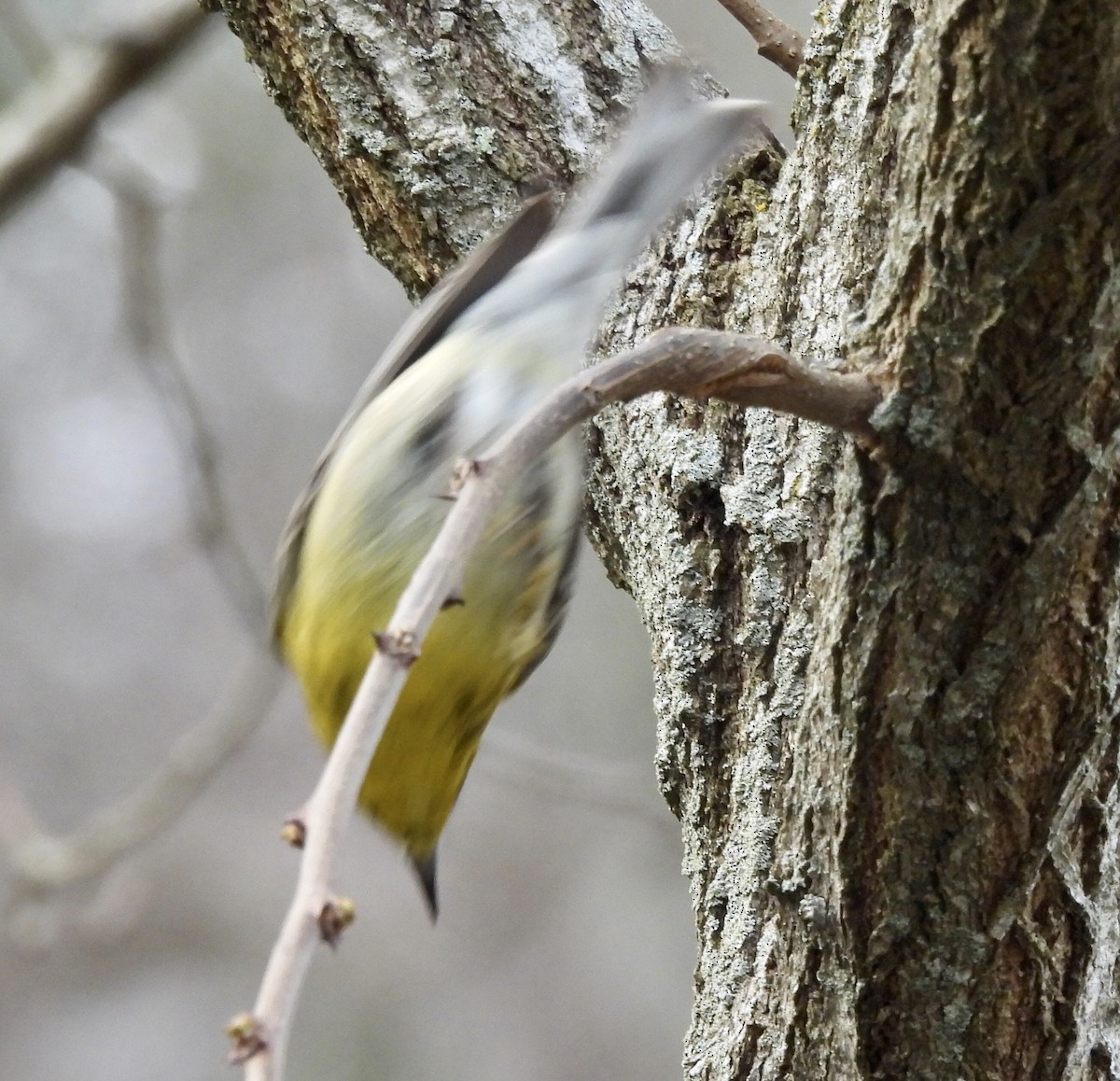 Pine Warbler - ML437116901