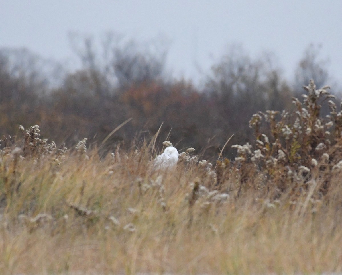 Snowy Owl - ML437116941