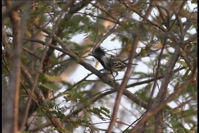 Black-crested Antshrike (Black-crested) - ML437117