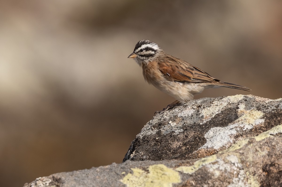 Socotra Bunting - Lars Petersson | My World of Bird Photography