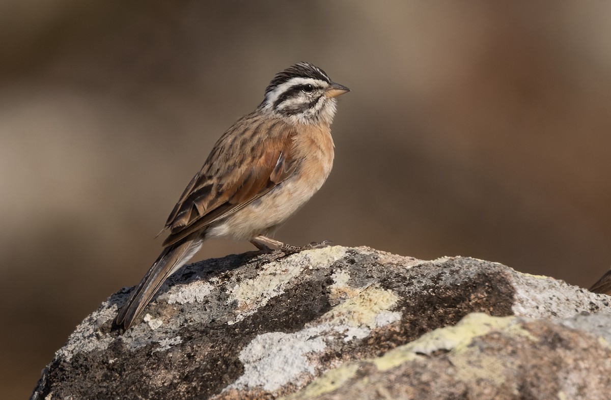 Socotra Bunting - ML437117511