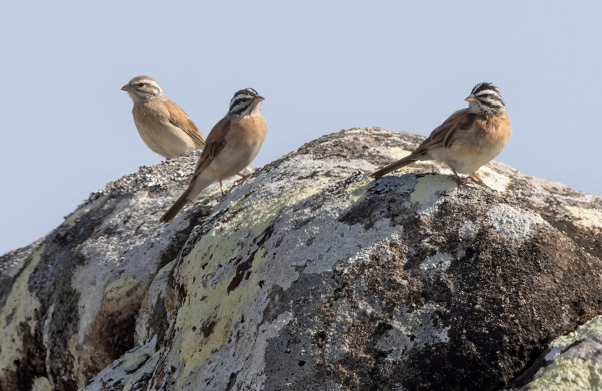 Socotra Bunting - ML437117531
