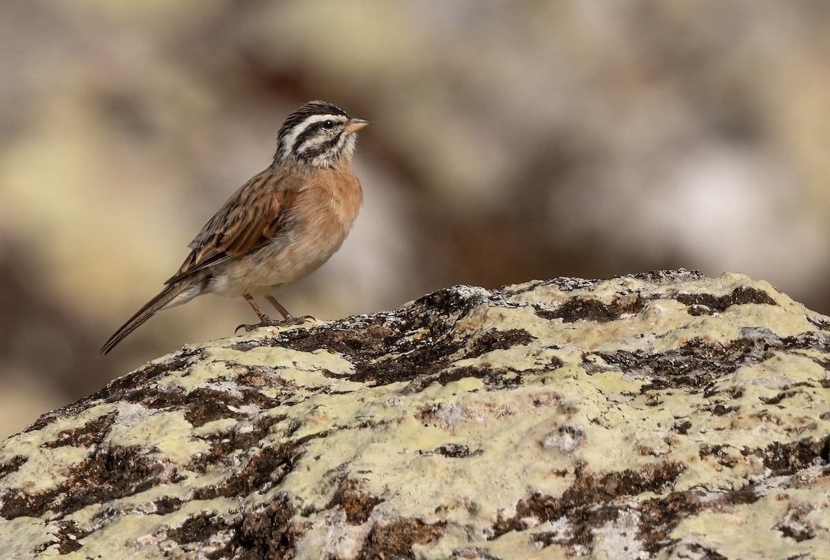 Socotra Bunting - ML437117541