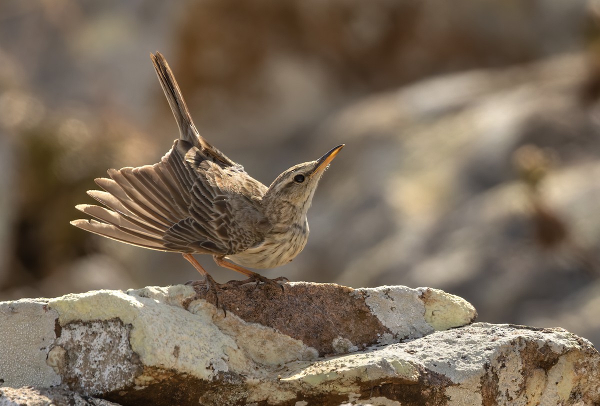 Long-billed Pipit - ML437117571