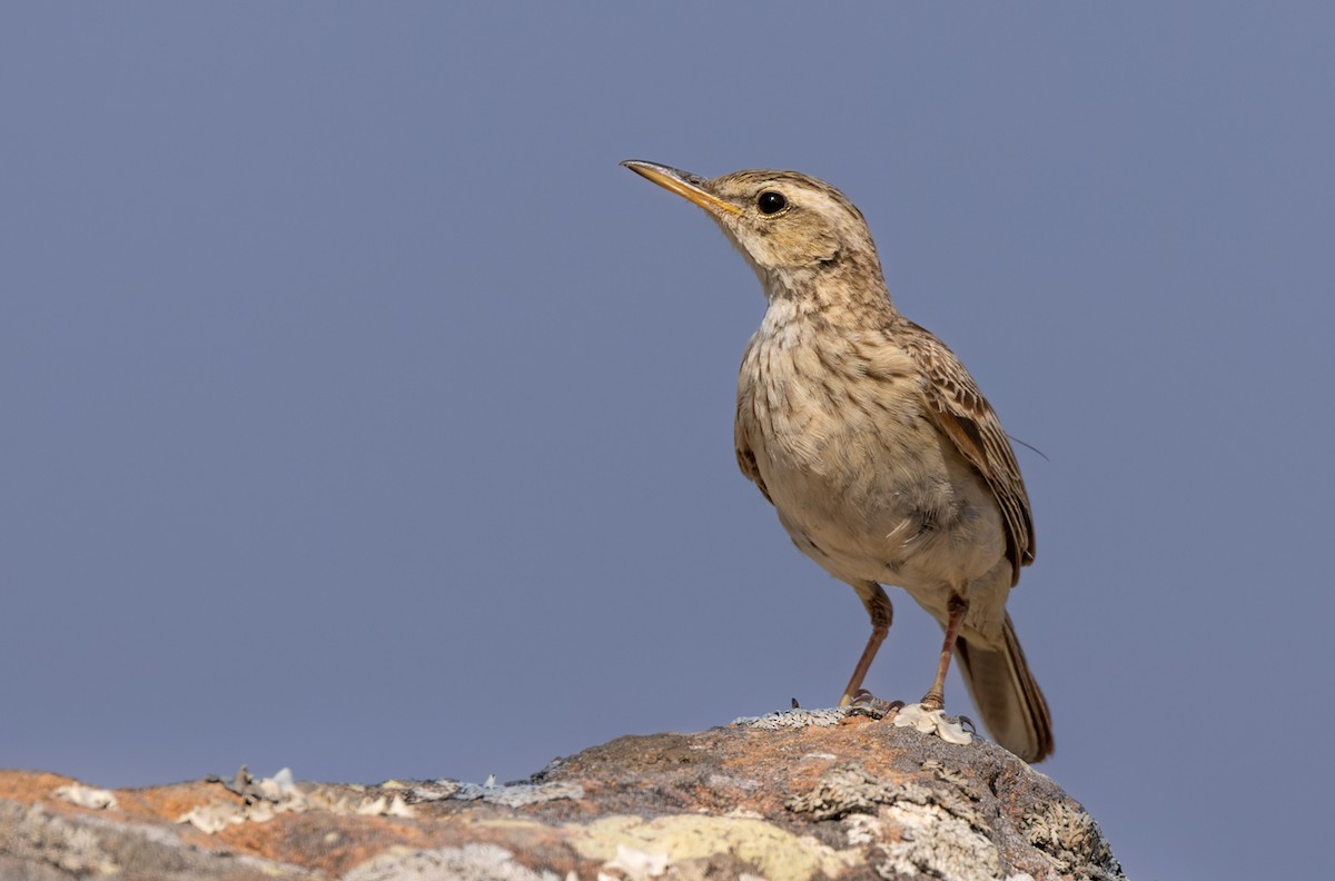 Long-billed Pipit - ML437117581