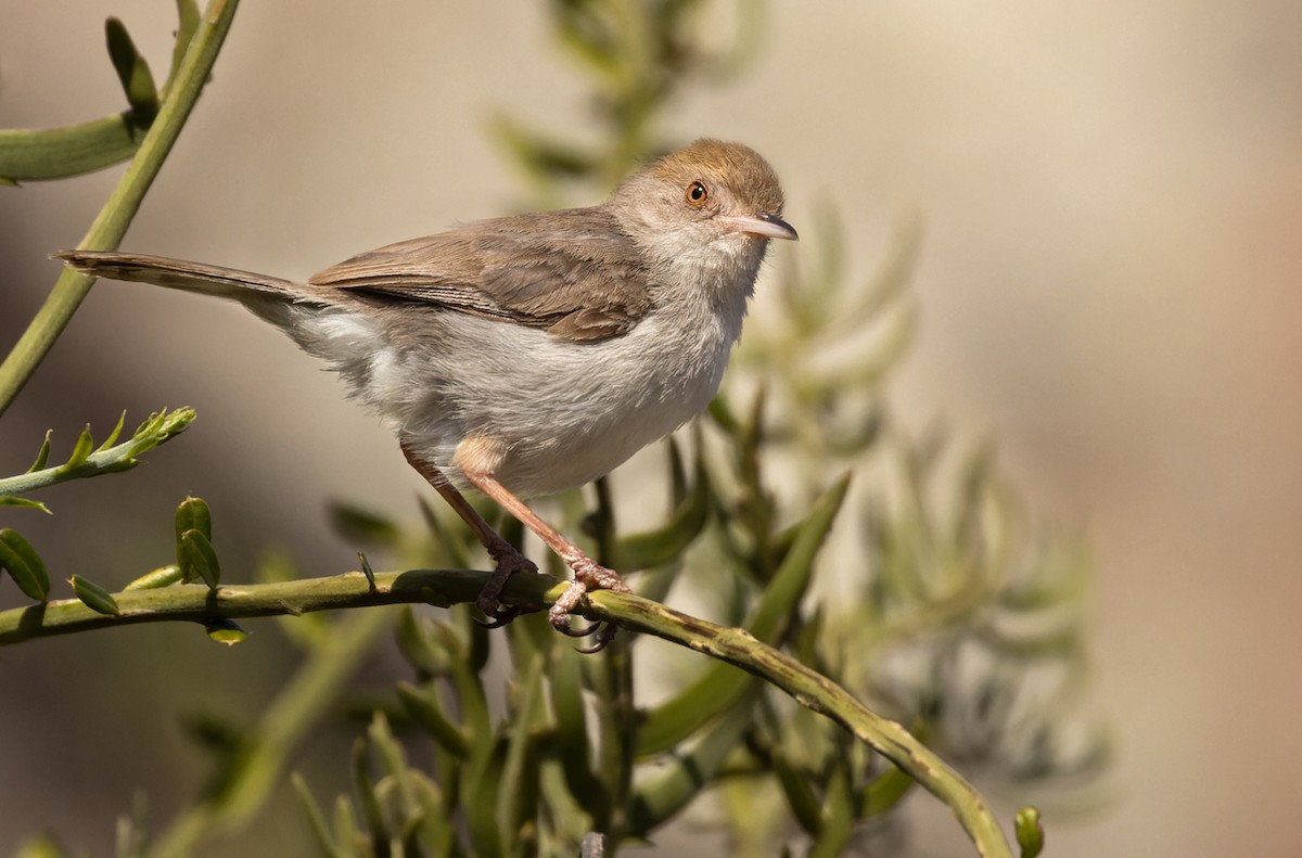 Socotra Warbler - ML437117601