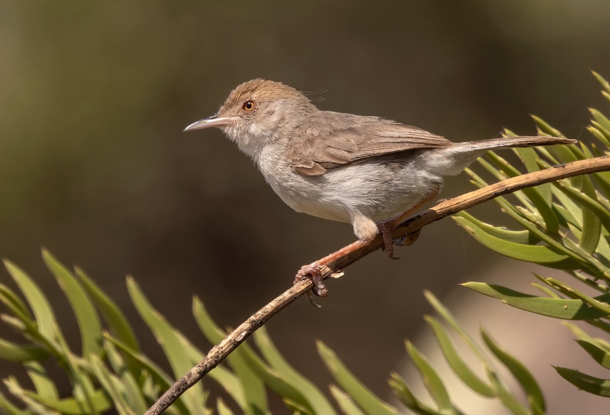 Socotra Warbler - ML437117611