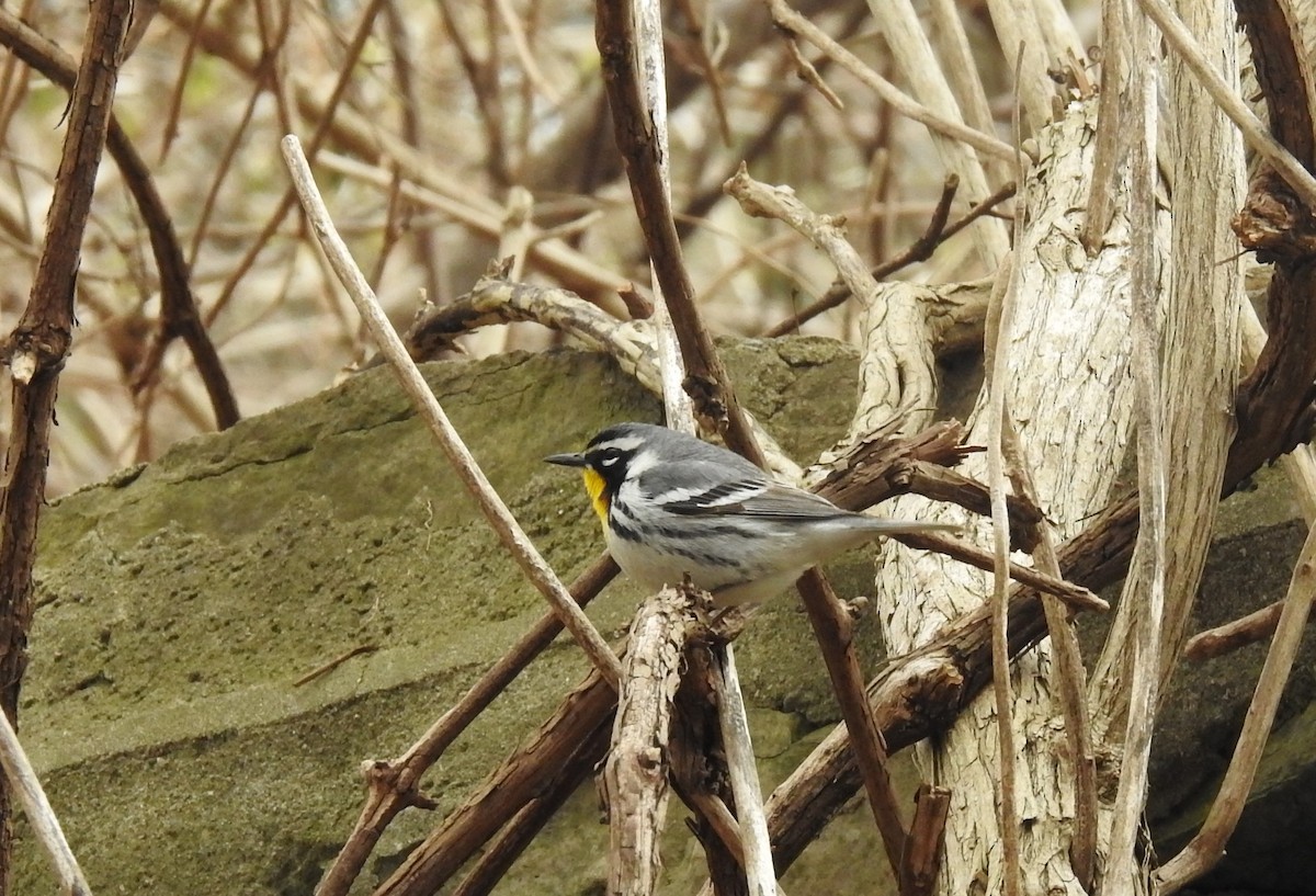 Yellow-throated Warbler - ML437117851