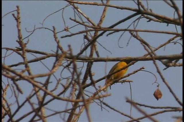 Trinidad Euphonia - ML437118