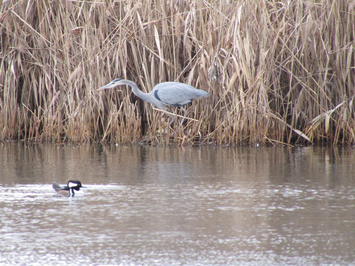 Great Blue Heron - ML43711801