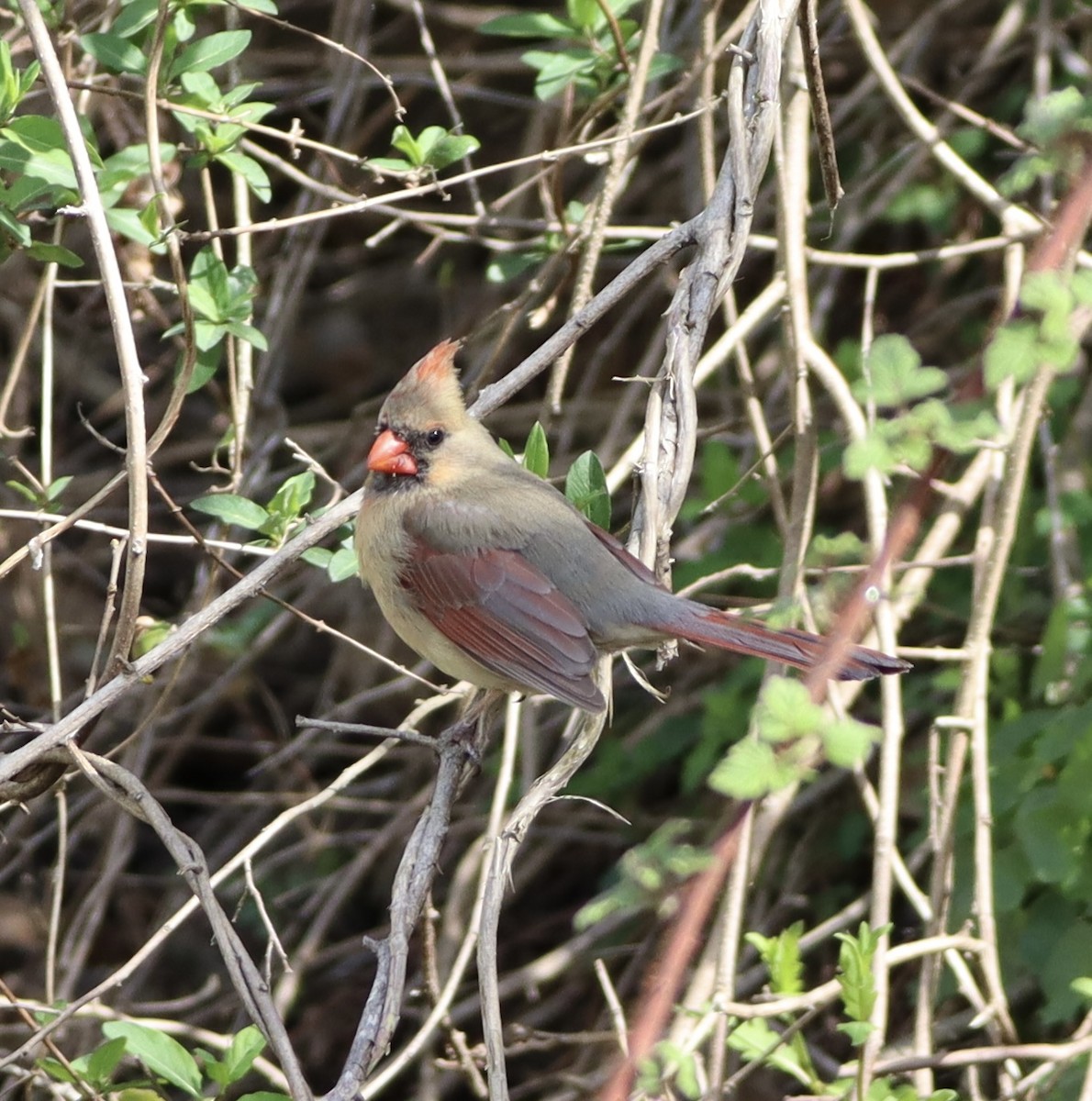 Northern Cardinal - ML437118101