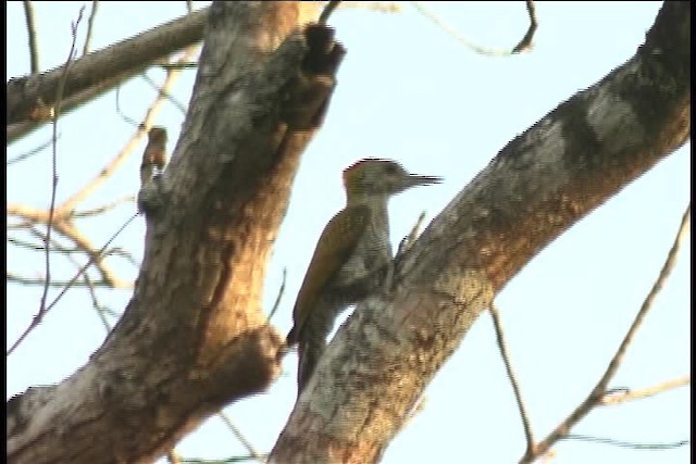 Red-rumped Woodpecker - ML437119