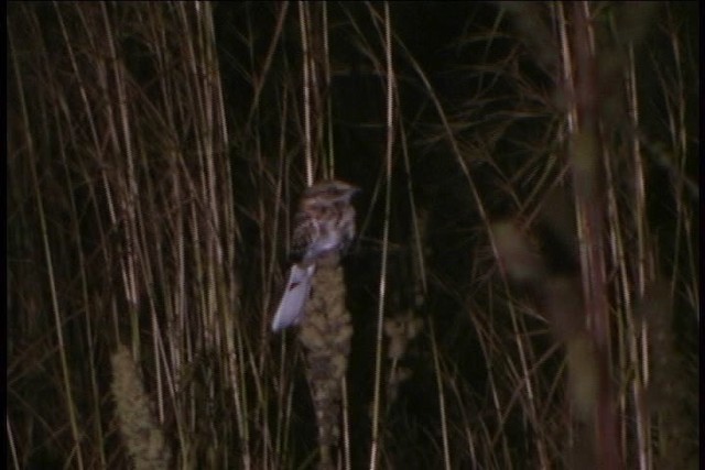 White-tailed Nightjar - ML437120