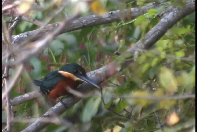 Green-and-rufous Kingfisher - ML437121