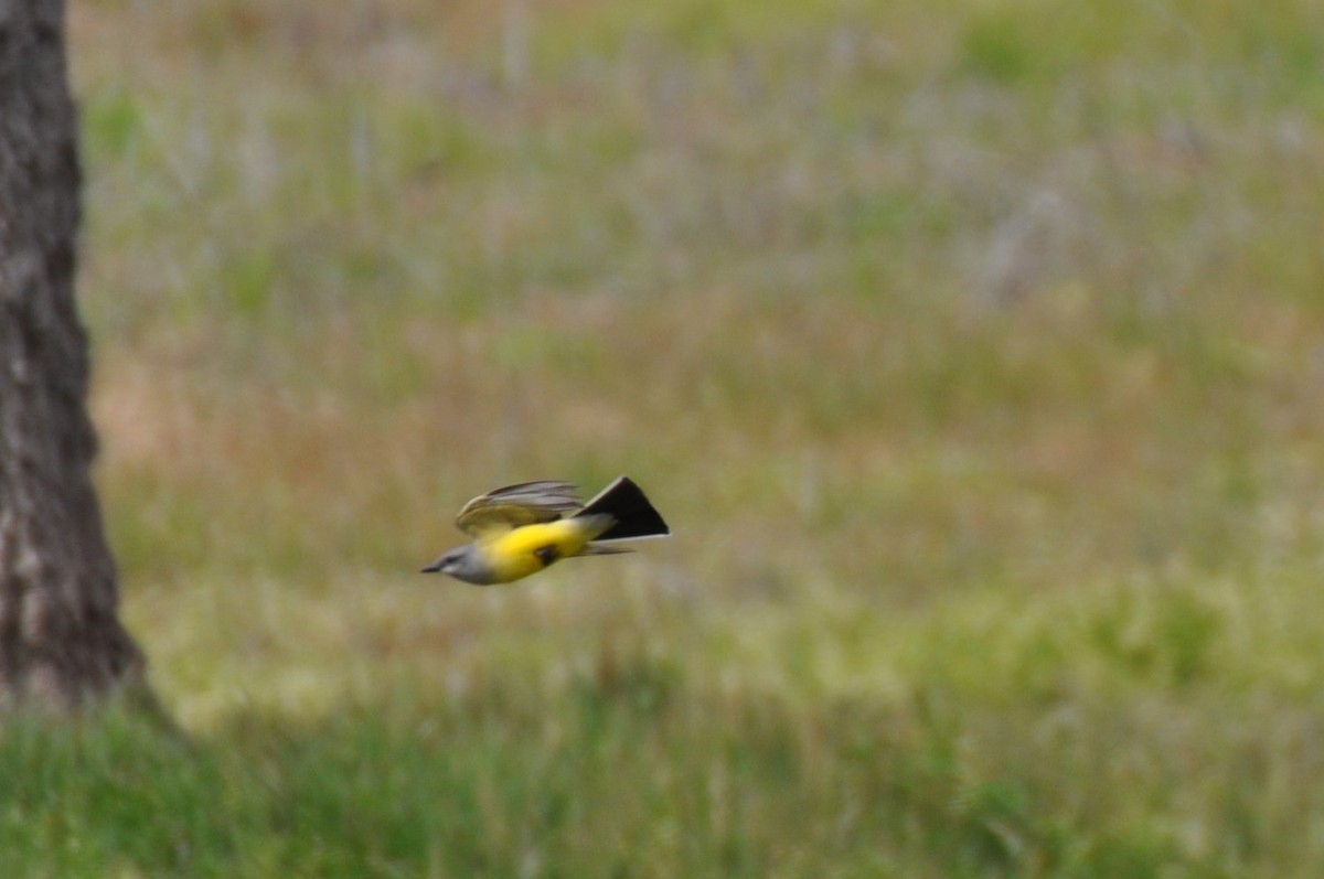 Western Kingbird - ML437123241