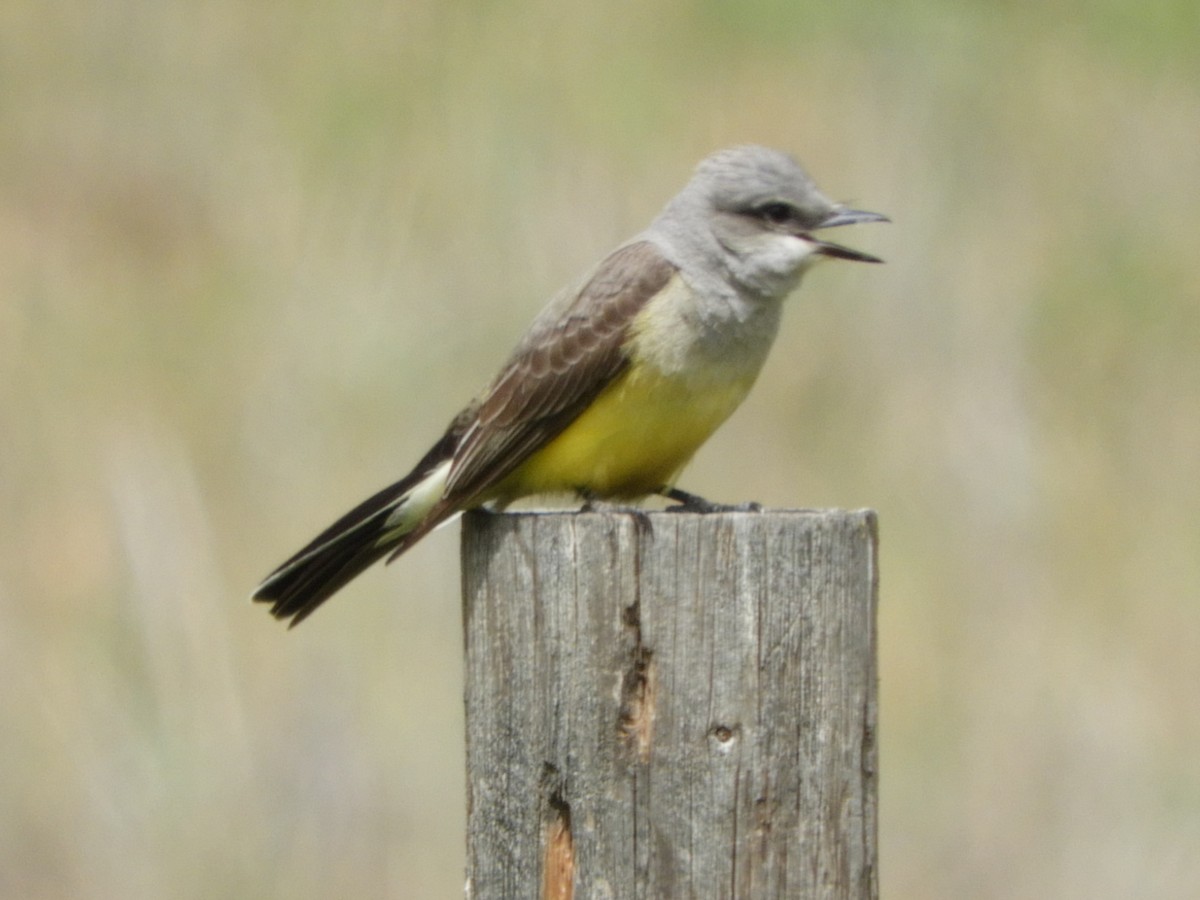 Western Kingbird - Nina Jones