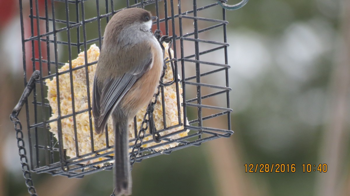 Mésange à tête brune - ML43712521