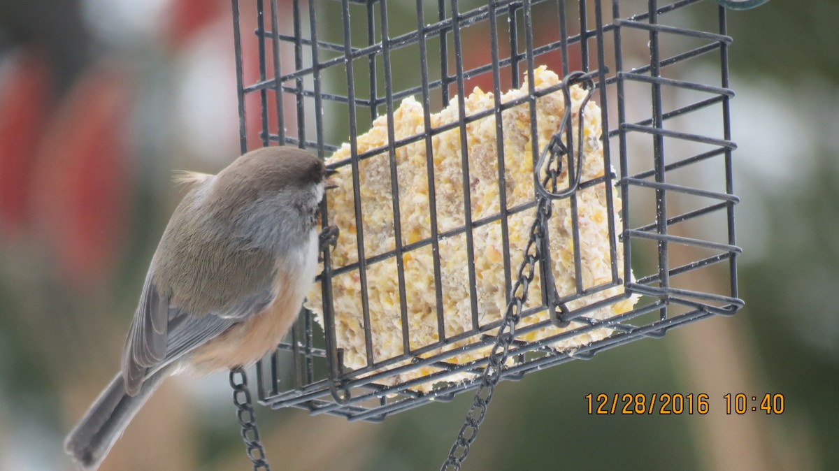 Mésange à tête brune - ML43712531