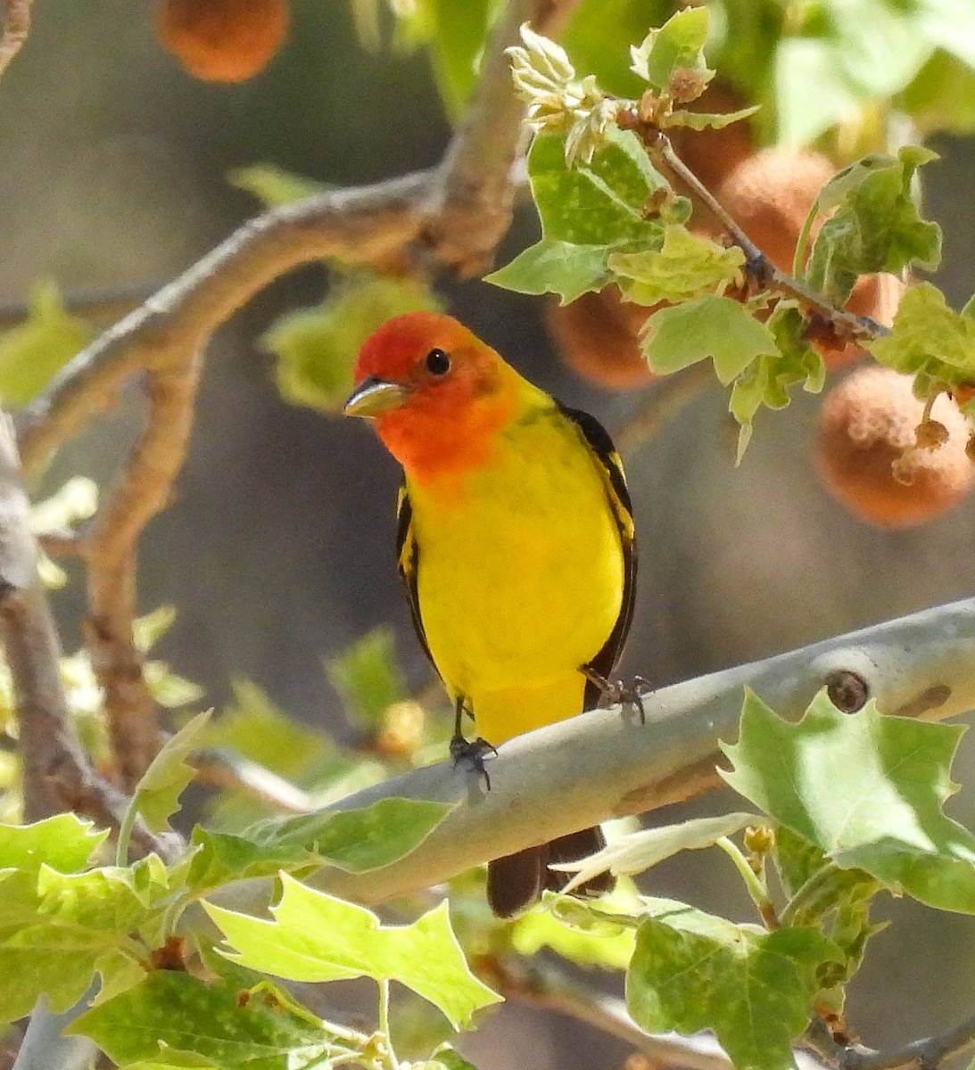 Western Tanager - Charity Hagen
