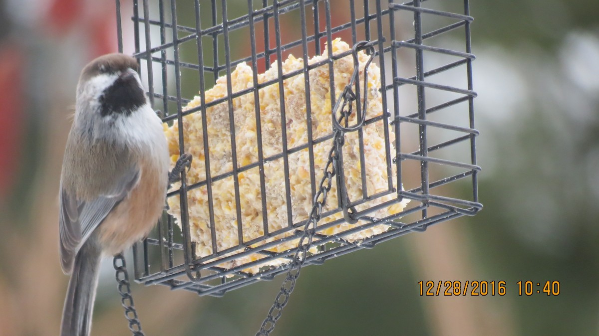 Boreal Chickadee - Cindy Dow