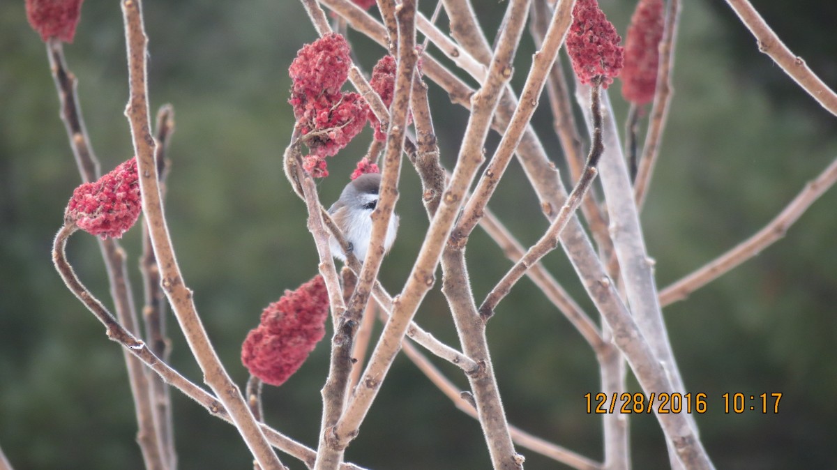 Boreal Chickadee - Cindy Dow