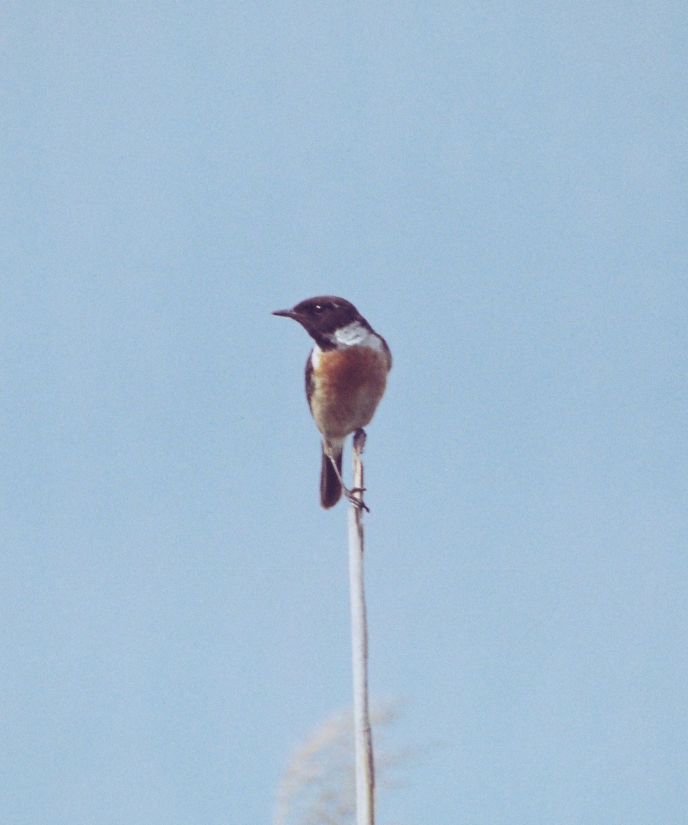 European Stonechat - Zsuzsanna Guba